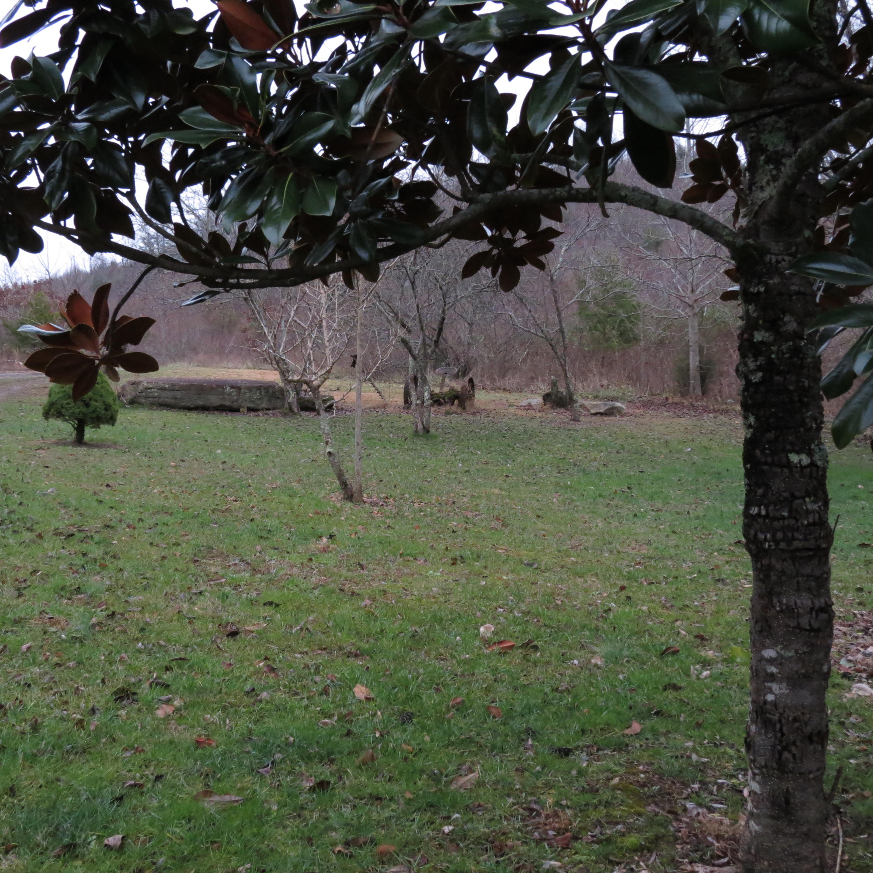 382 Cedar Ridge Road Coalfield, TN 37840 - Photo 21 of 21 IMG_0037