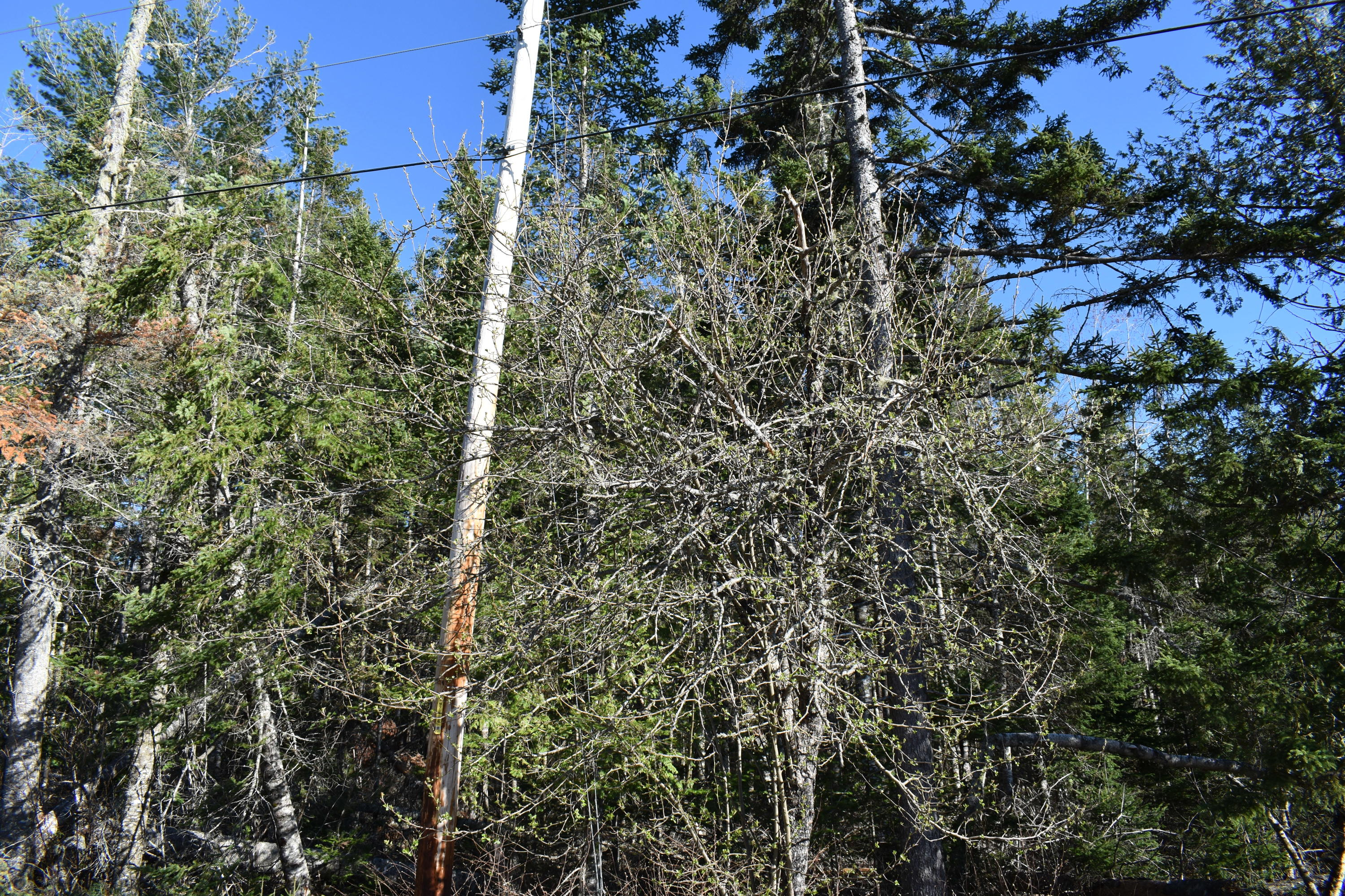 Lot 29 Corbett Road Lee, ME 04455 - Photo 6 of 16 DSC_0014