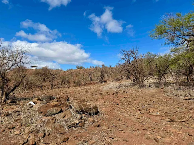 a view of a dry yard with trees in the background