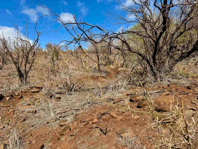 a view of a yard with a tree