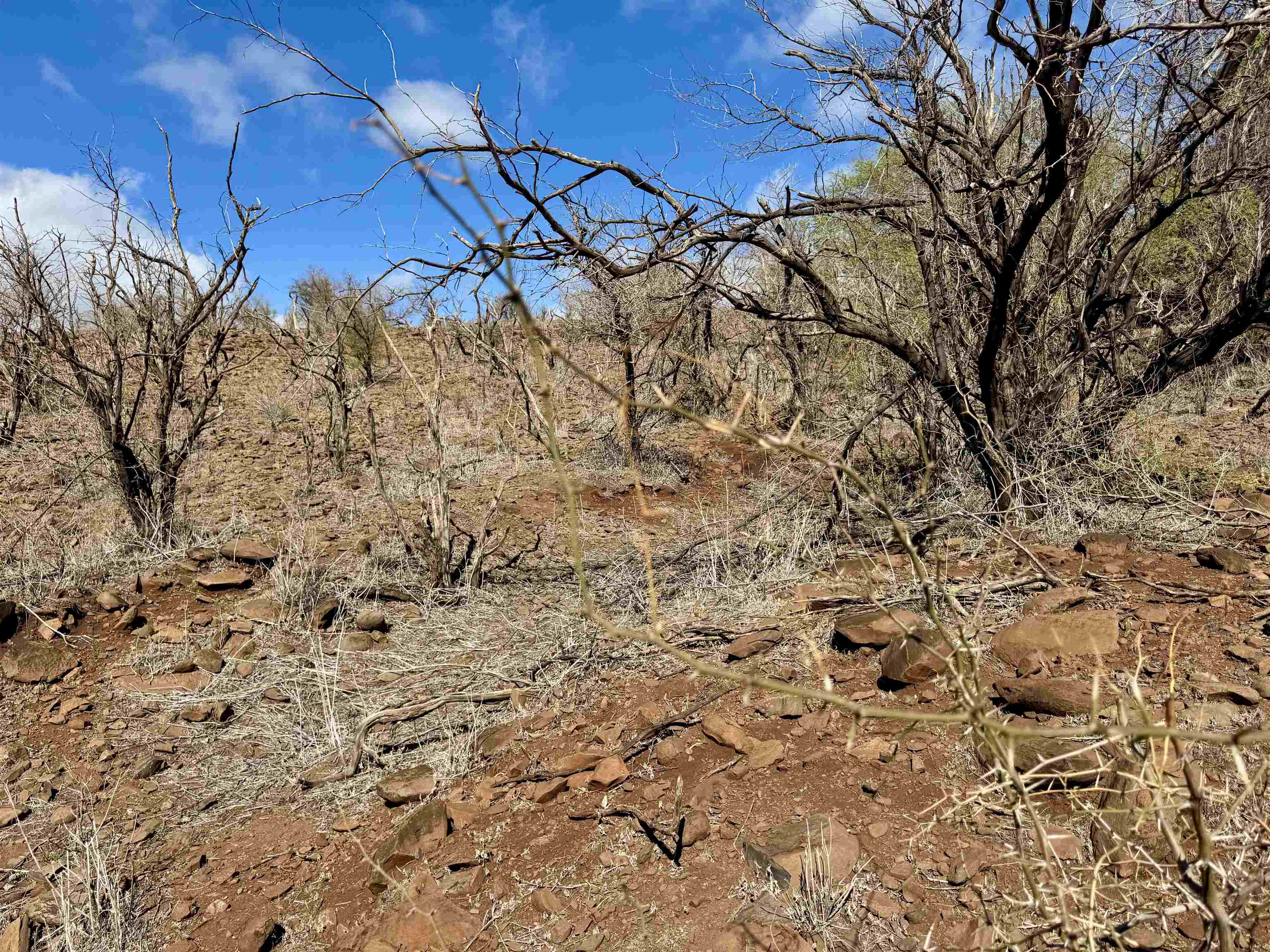 Uluanui Road, Unit 126 Kaunakakai, HI 96748 - Photo 13 of 20 a view of a yard with a tree