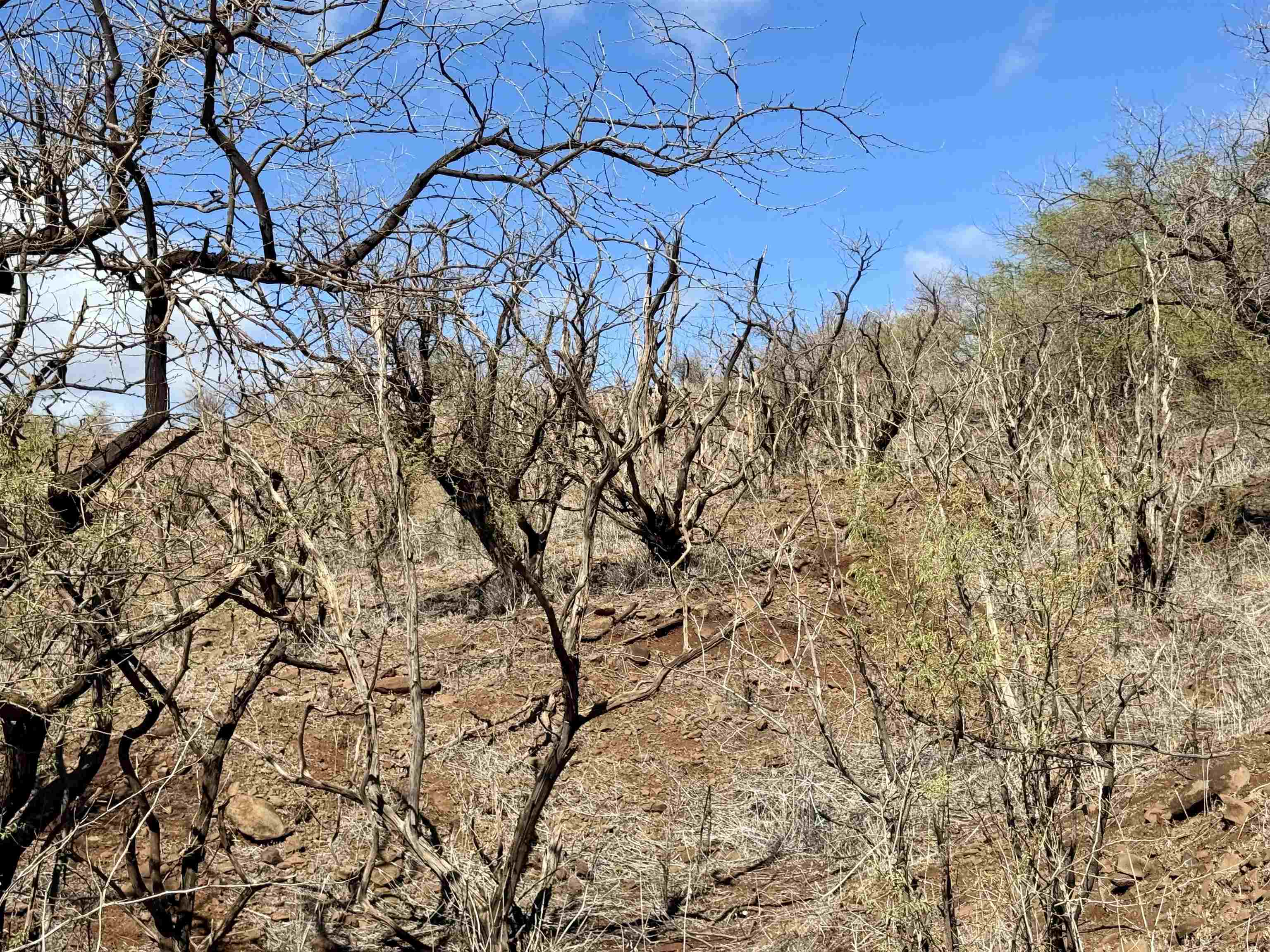 Uluanui Road, Unit 126 Kaunakakai, HI 96748 - Photo 14 of 20 a view of a yard