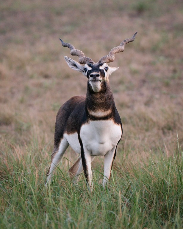199 High Point Drive Kempner, TX 76539 - Photo 27 of 38 a close view of light fixtures