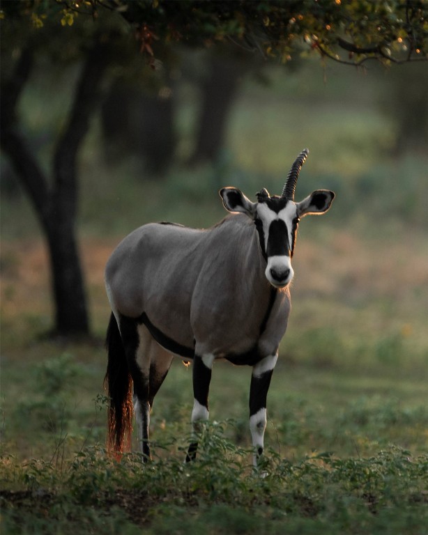 199 High Point Drive Kempner, TX 76539 - Photo 29 of 38 a view of backyard with table and chairs