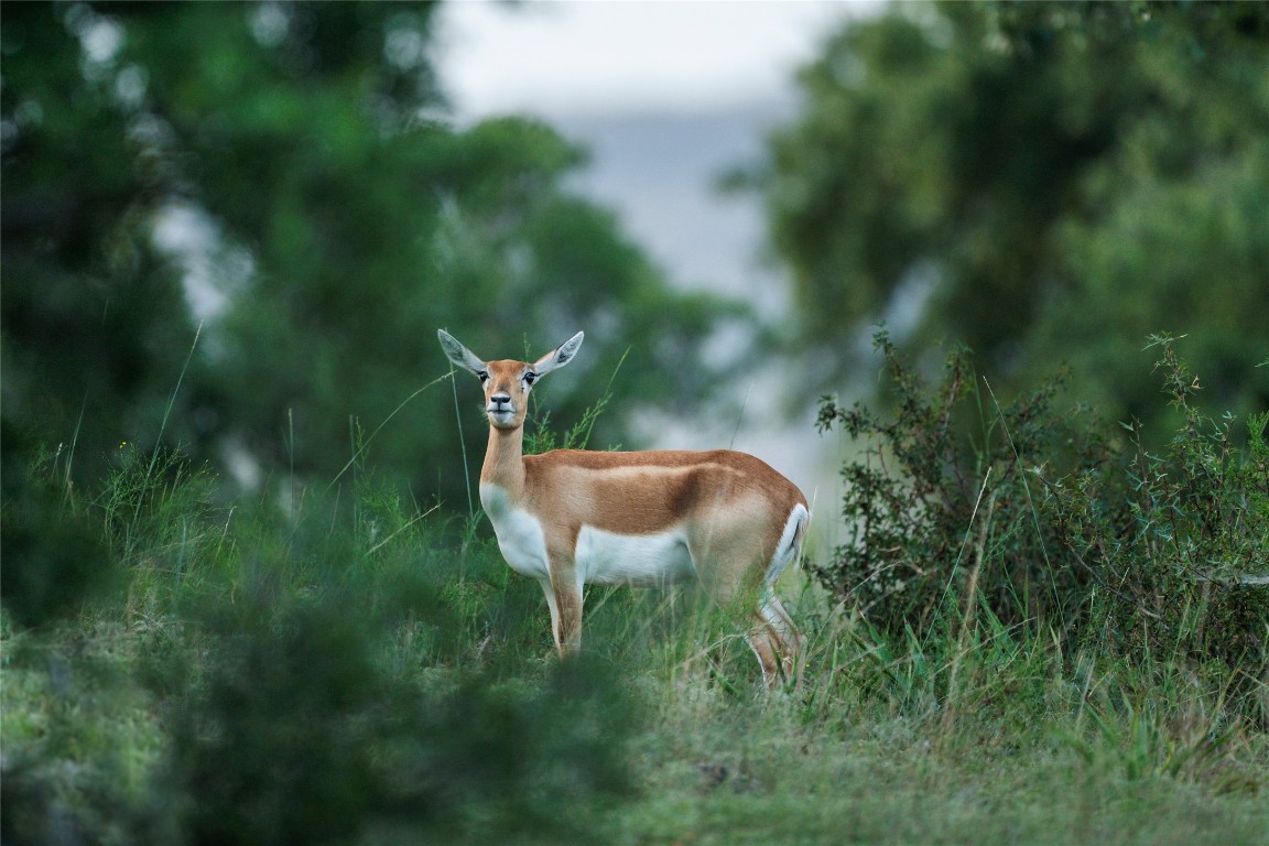 199 High Point Drive Kempner, TX 76539 - Photo 30 of 38 a view of an outdoor space