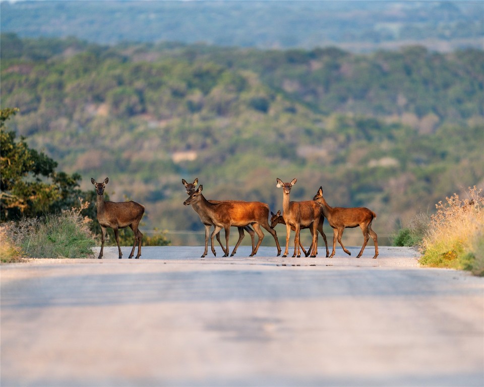 199 High Point Drive Kempner, TX 76539 - Photo 31 of 38 a view of yard with table and chairs