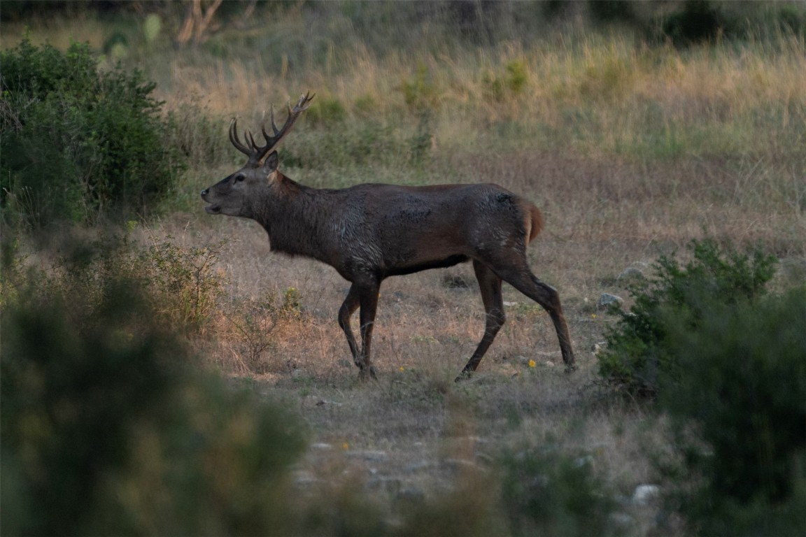 199 High Point Drive Kempner, TX 76539 - Photo 32 of 38 a view of a yard