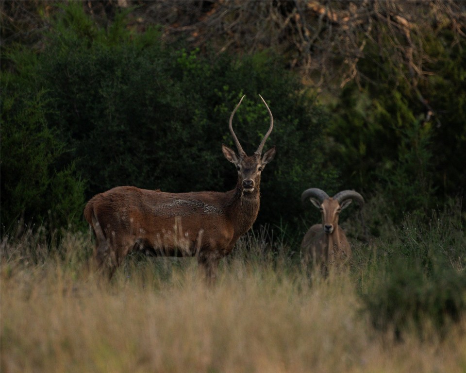 199 High Point Drive Kempner, TX 76539 - Photo 33 of 38 a backyard of a house with barbeque oven table and chairs