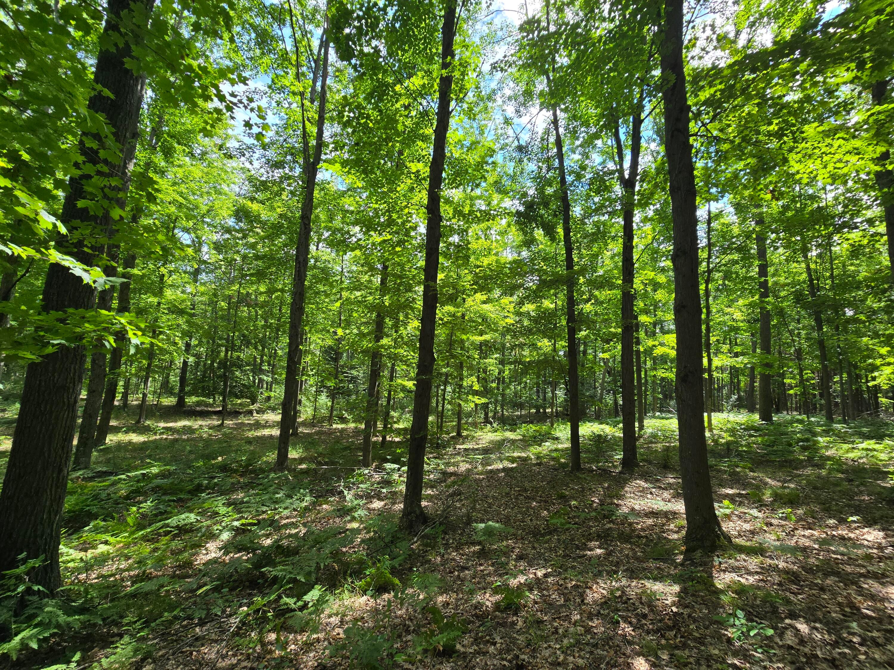 234 Schmid Road Fairview, MI 48621 - Photo 16 of 62 20250818_133309