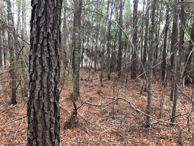 163.38-ac Cravey Bridge Road Florala, AL 36442 - Photo 23 of 49 Gallery Image 23