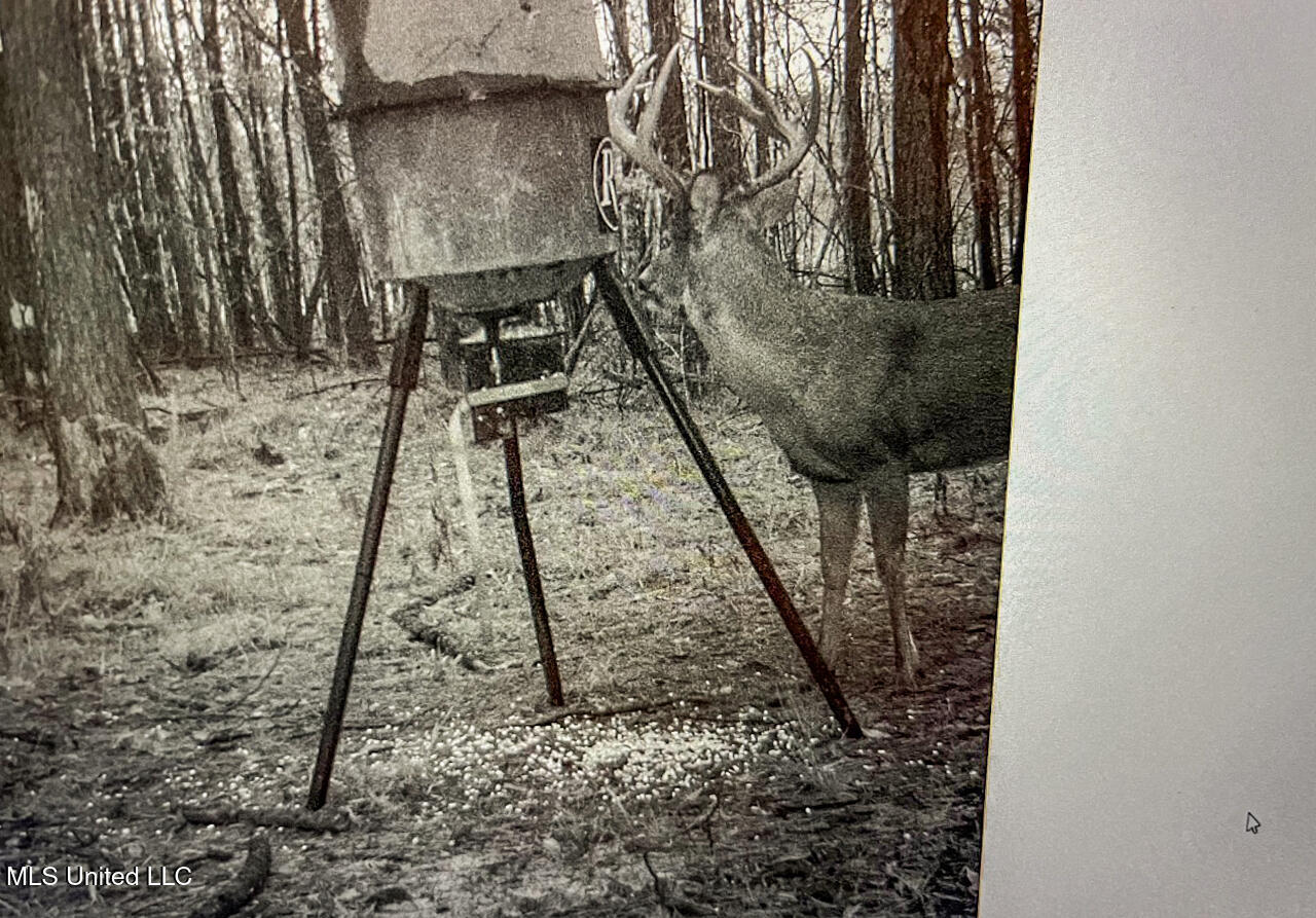 3771 Northeast Timberline Road Wesson, MS 39191 - Photo 14 of 49 IMG_0124 Large