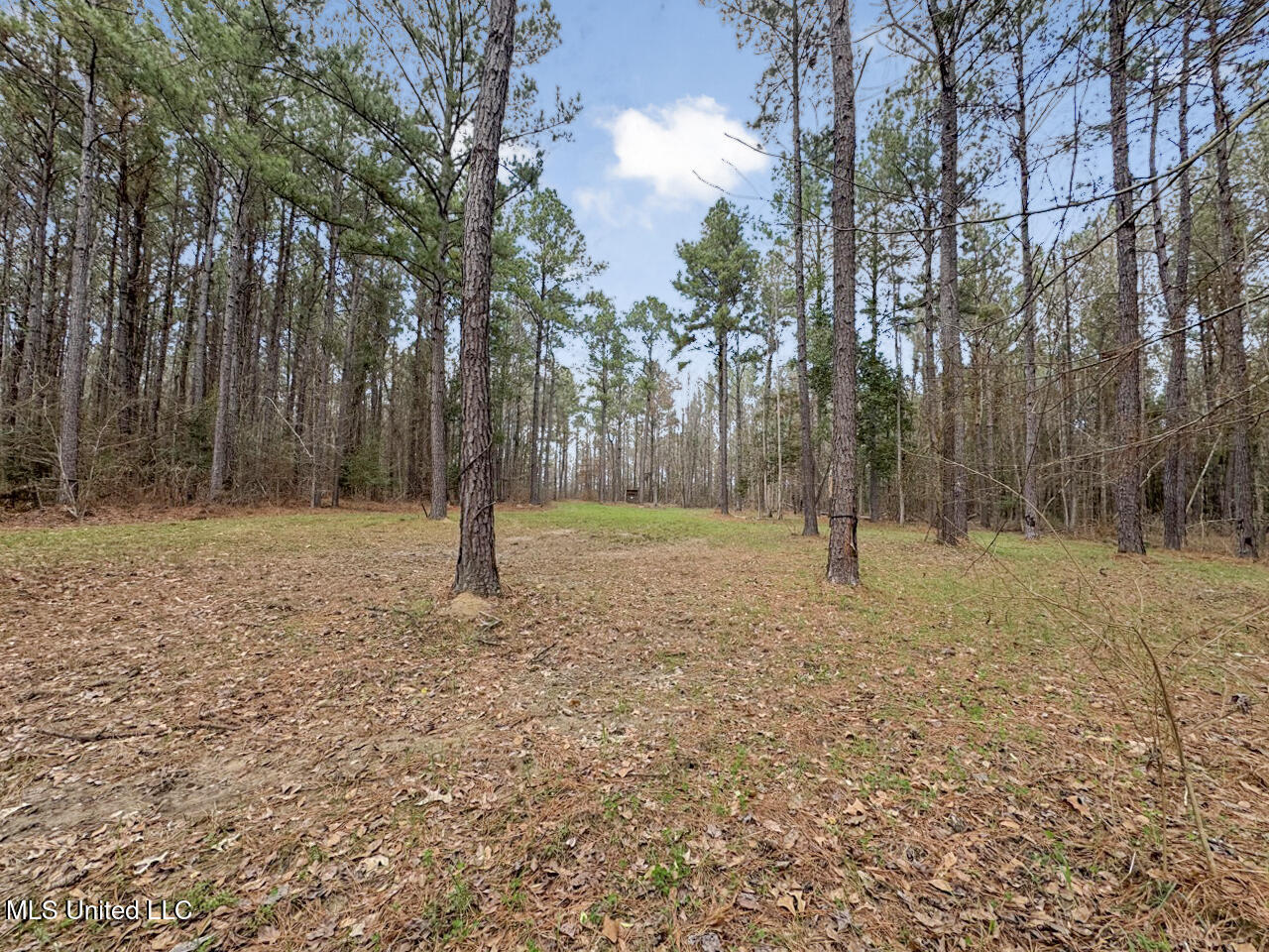 3771 Northeast Timberline Road Wesson, MS 39191 - Photo 34 of 49 IMG_4211 Large