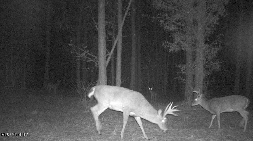 3771 Northeast Timberline Road Wesson, MS 39191 - Photo 45 of 49 20231207-0