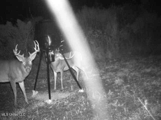 3771 Northeast Timberline Road Wesson, MS 39191 - Photo 47 of 49 20241112-0