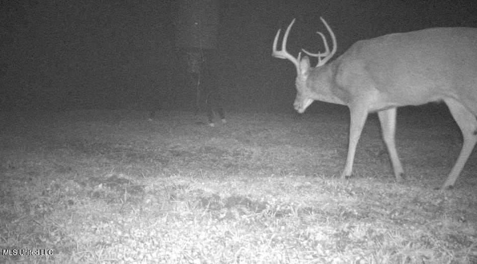 3771 Northeast Timberline Road Wesson, MS 39191 - Photo 48 of 49 20241213-0