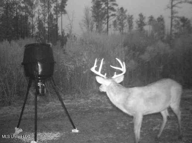 3771 Northeast Timberline Road Wesson, MS 39191 - Photo 49 of 49 20250113-0