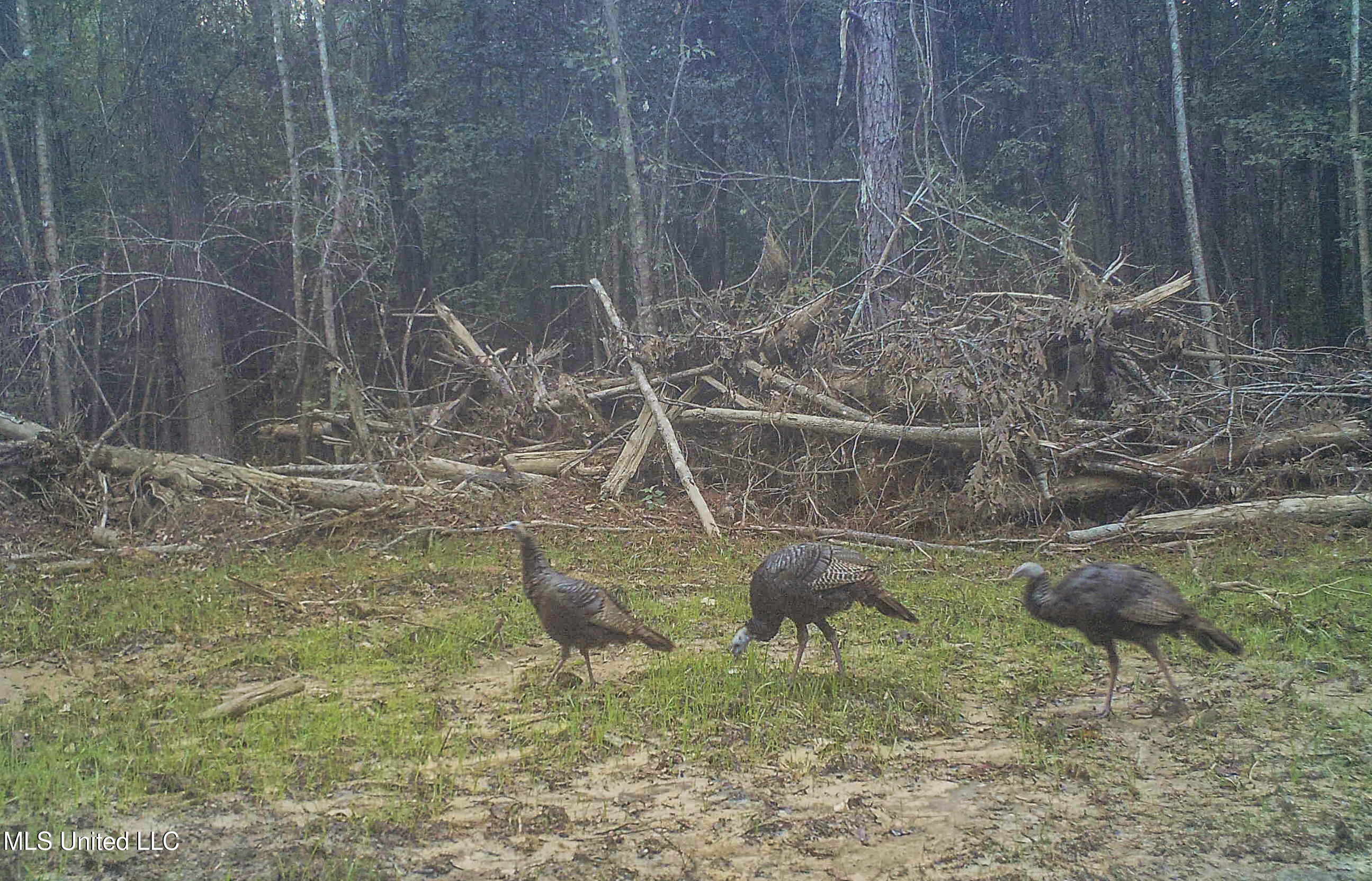 3771 Northeast Timberline Road Wesson, MS 39191 - Photo 10 of 49 image001 2