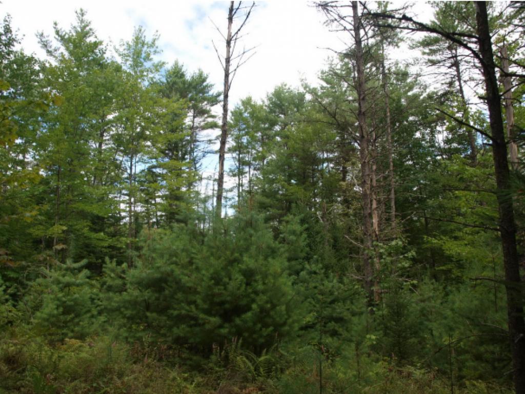 0 Schoff Road Lyman, NH 03585 - Photo 3 of 13