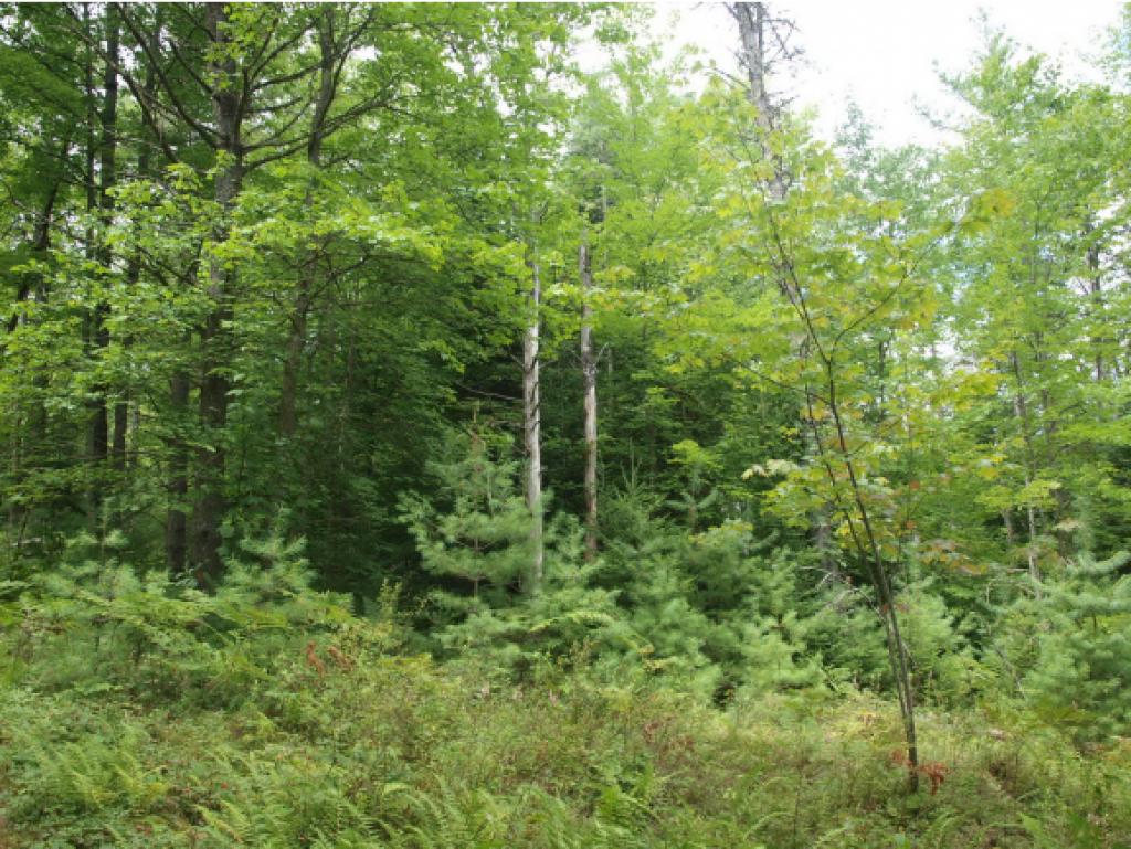 0 Schoff Road Lyman, NH 03585 - Photo 4 of 13