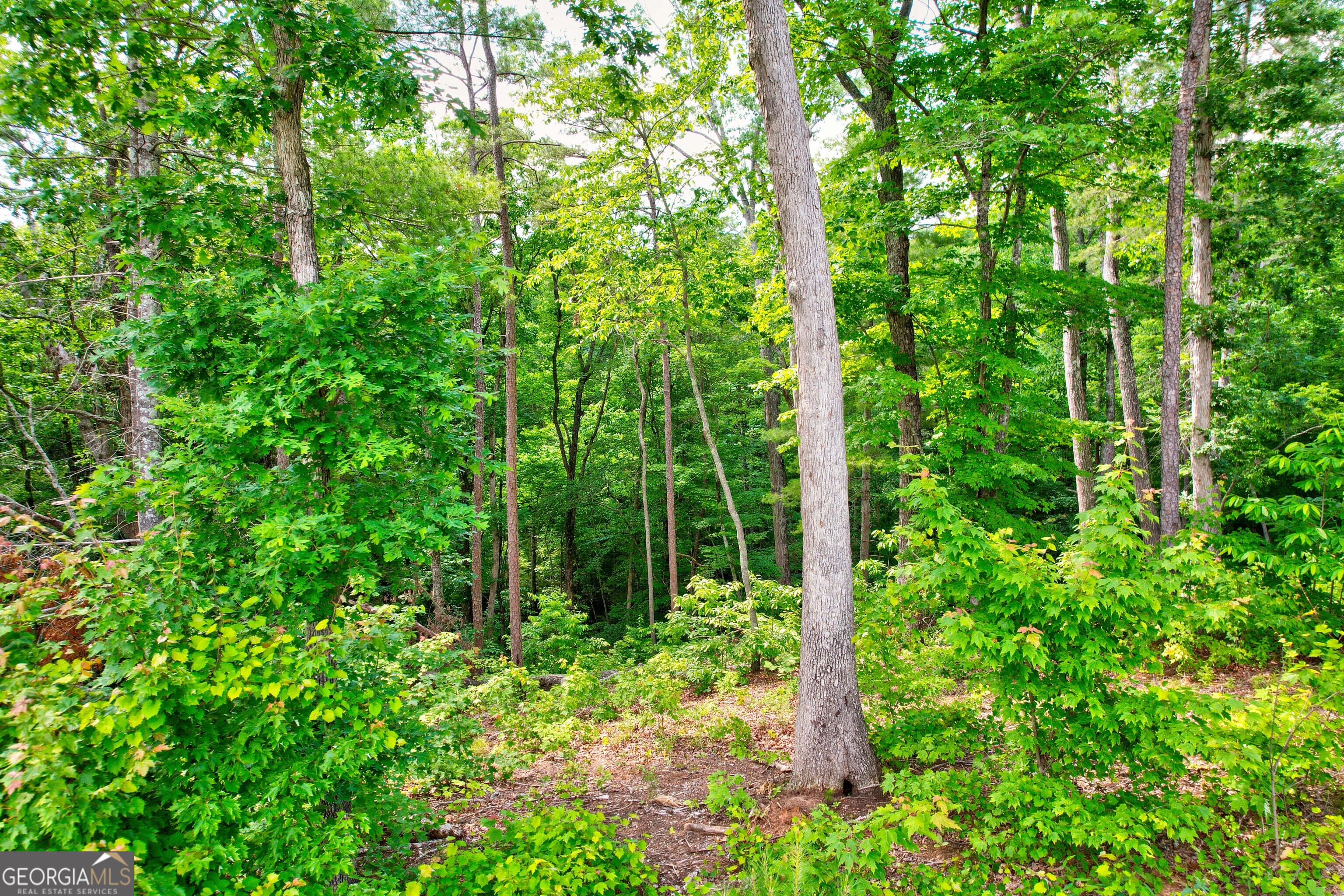 Lot 16 Lake Top Lane Ellijay, GA 30540 - Photo 5 of 17 a view of forest