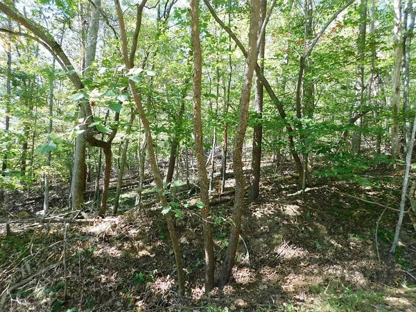 a view of forest
