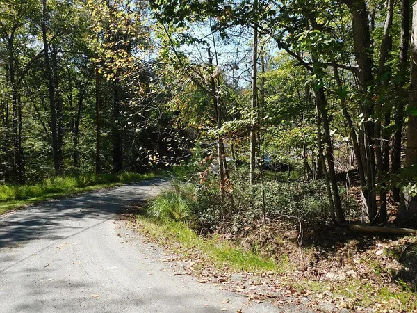 a view of a yard with trees