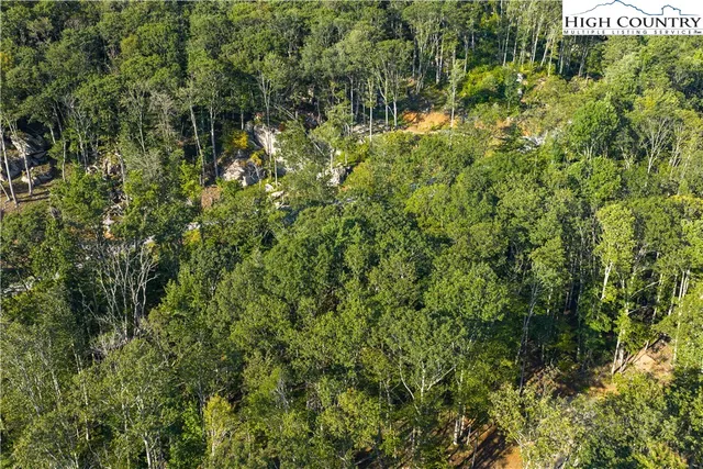 a view of a lush green forest