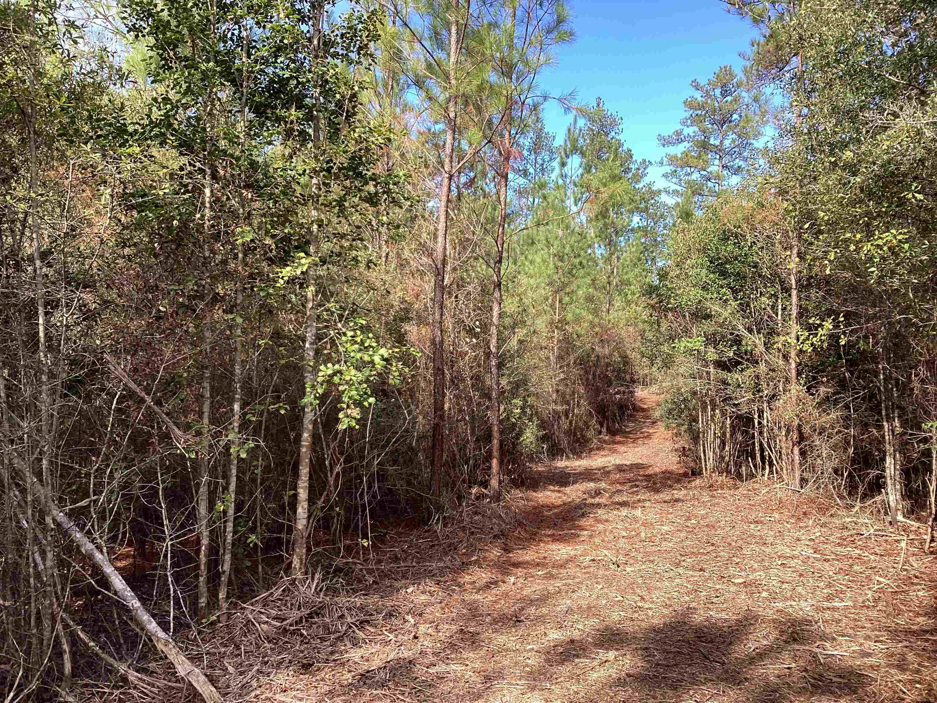 45 Judge Smith Road Andalusia, AL 36421 - Photo 4 of 12 Gallery Image 4