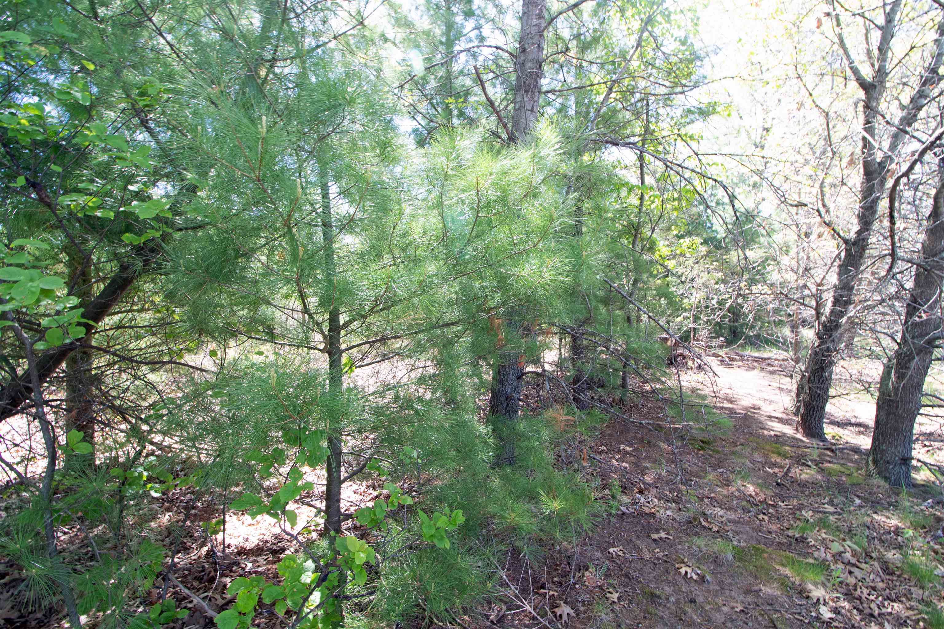 Lot20 Lot20 Timber Spring Green Spring Green, WI 53588 - Photo 14 of 15