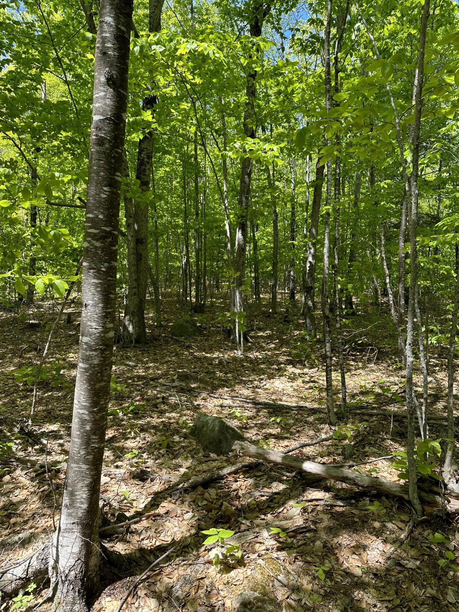 Lot 13-1 Taralaine Road Sebago, ME 04029 - Photo 19 of 51 IMG_7951
