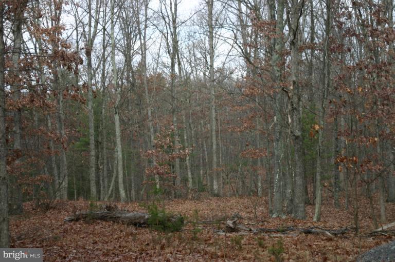 0 Snake Hill Road Middleburg, VA 20117 - Photo 2 of 20 a view of a forest with trees in the background