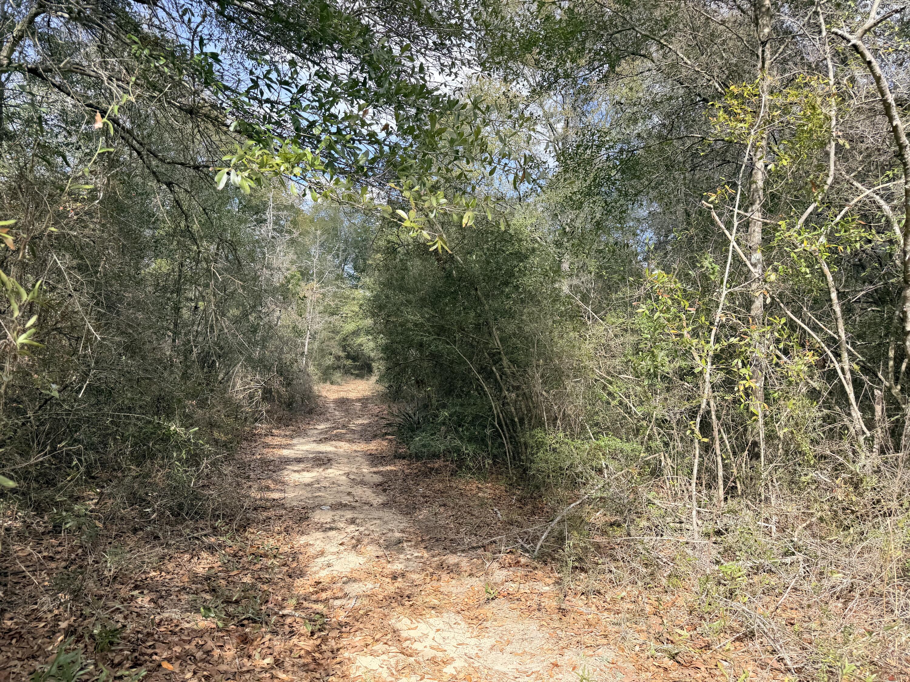56 Christopher Lane Crestview, FL 32539 - Photo 1 of 7 a view of a forest with trees in the background