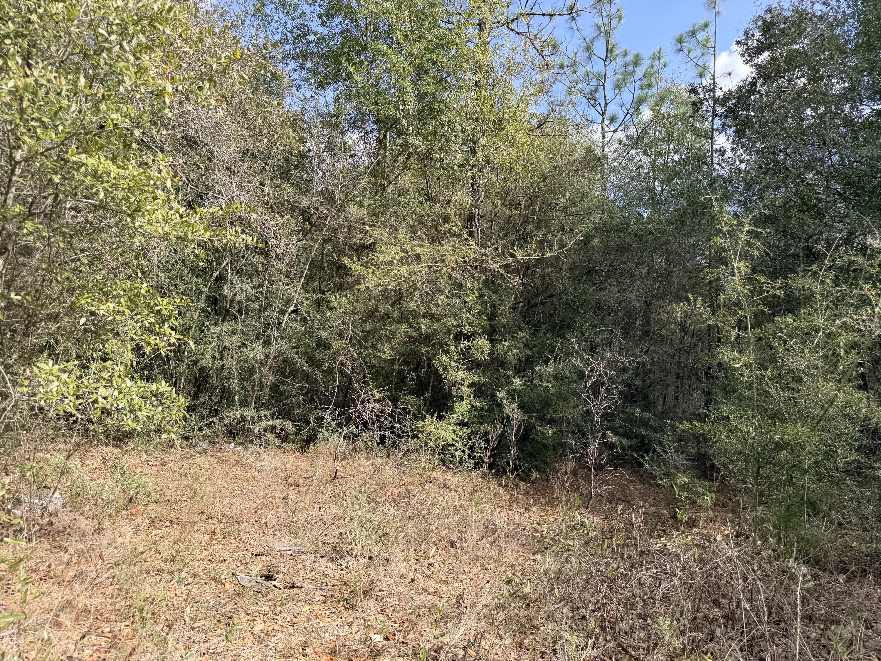 56 Christopher Lane Crestview, FL 32539 - Photo 6 of 7 a view of a yard with a tree