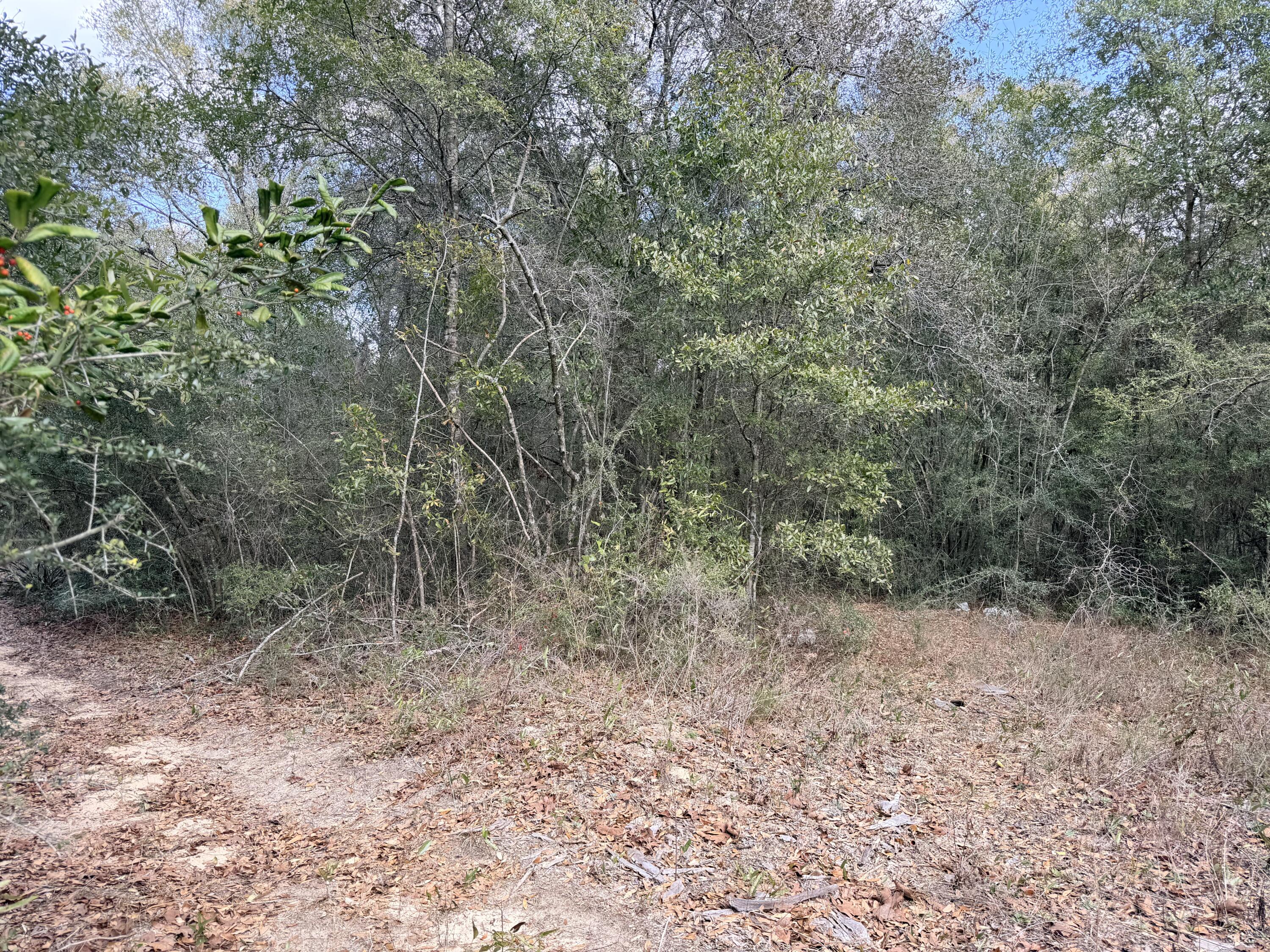 56 Christopher Lane Crestview, FL 32539 - Photo 7 of 7 a view of a yard with a tree
