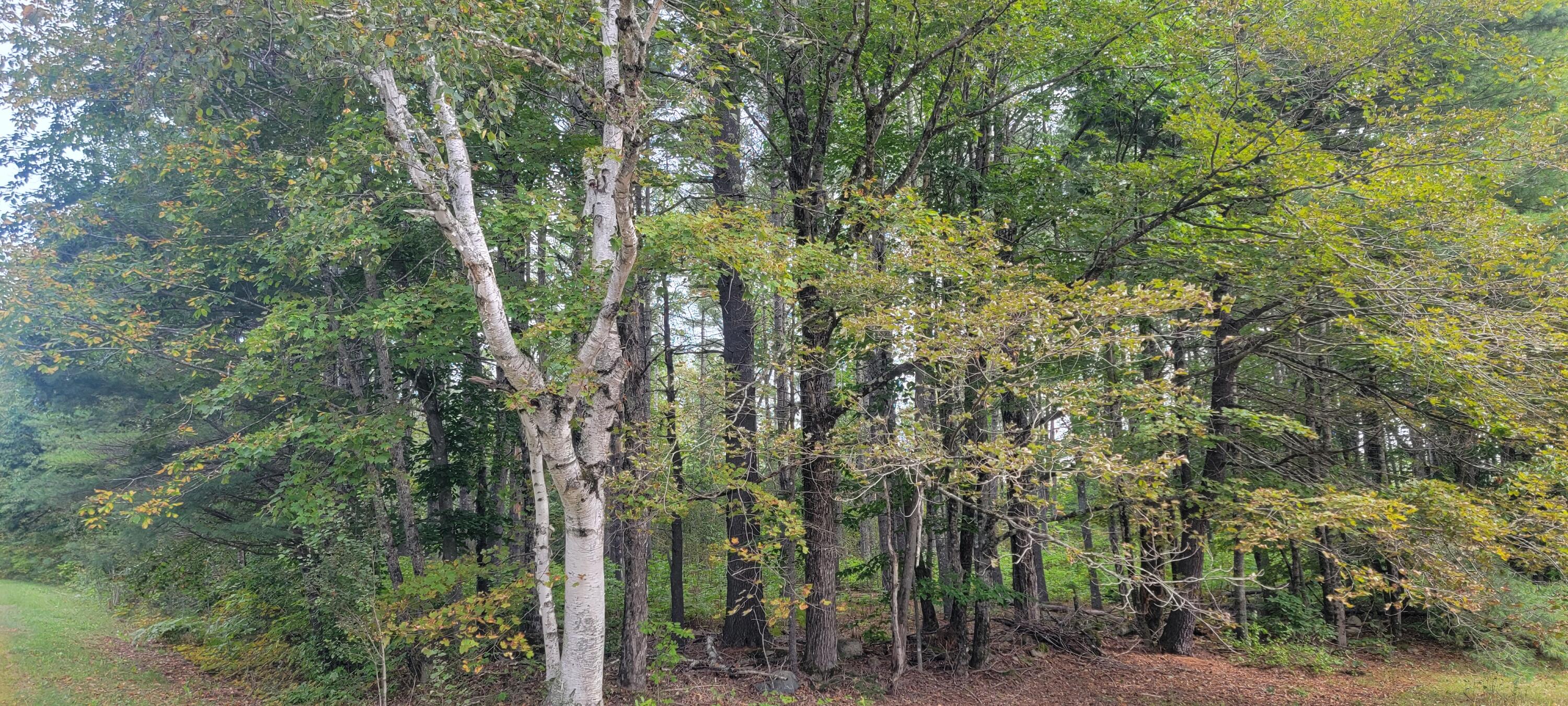 0 Foxcroft Center Road Dover-Foxcroft, ME 04426 - Photo 5 of 16 20230915_095044
