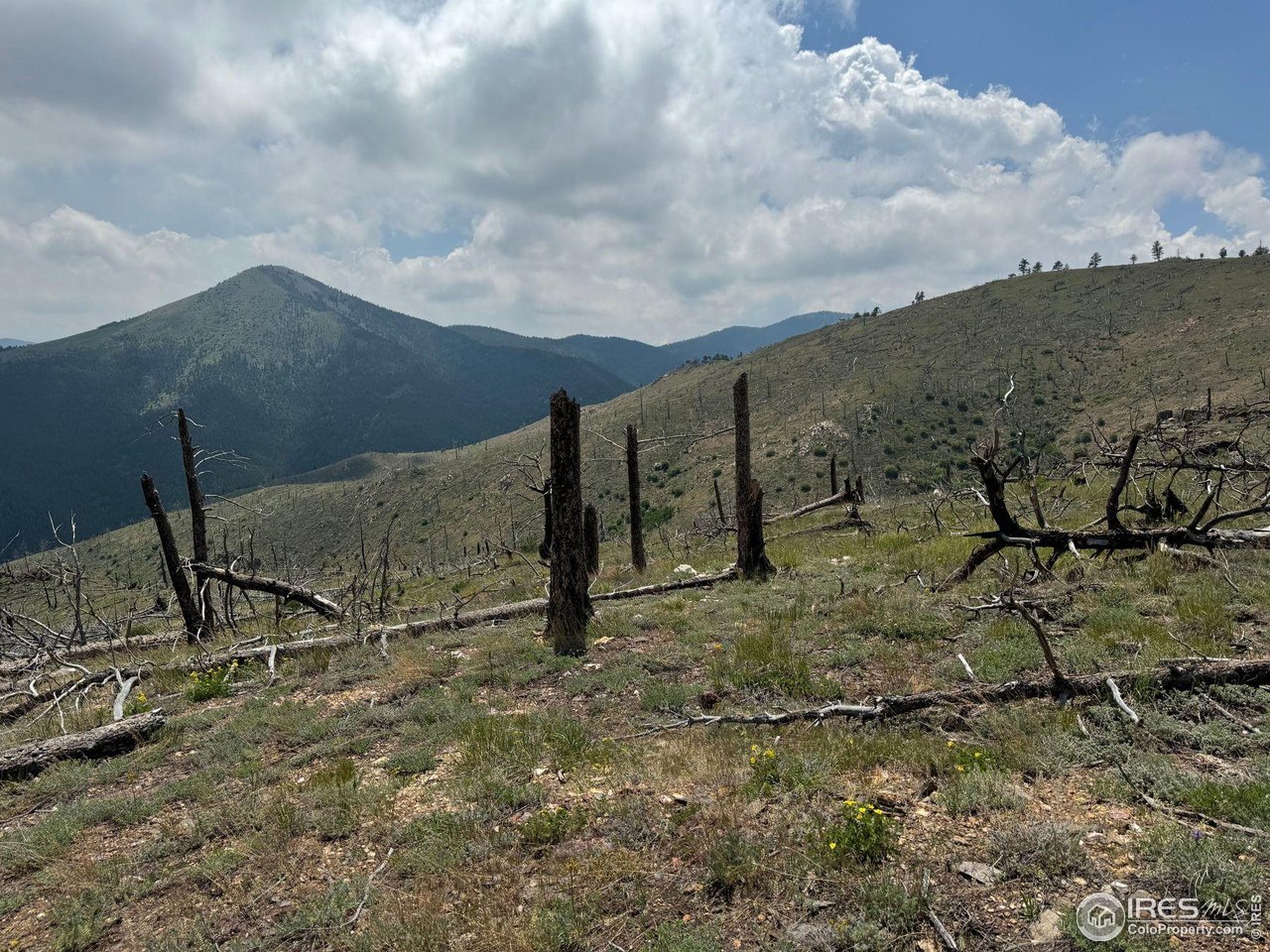 280 Rim Road Boulder, CO 80302 - Photo 20 of 29 a view of a dry yard with wooden fence