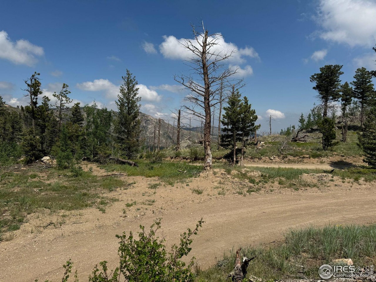 280 Rim Road Boulder, CO 80302 - Photo 28 of 29 a view of a yard with a tree