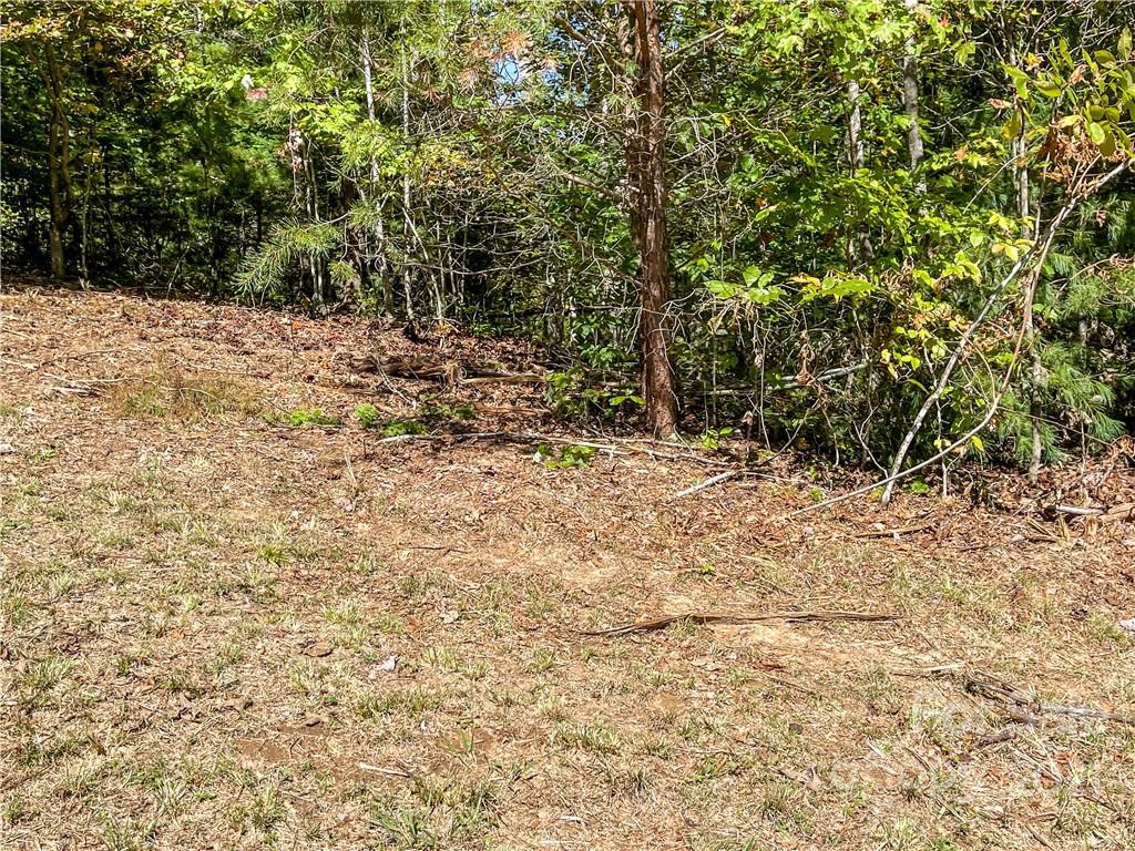 555 Boyd Road, Unit 3 Leicester, NC 28748 - Photo 17 of 20 a view of a yard with a tree