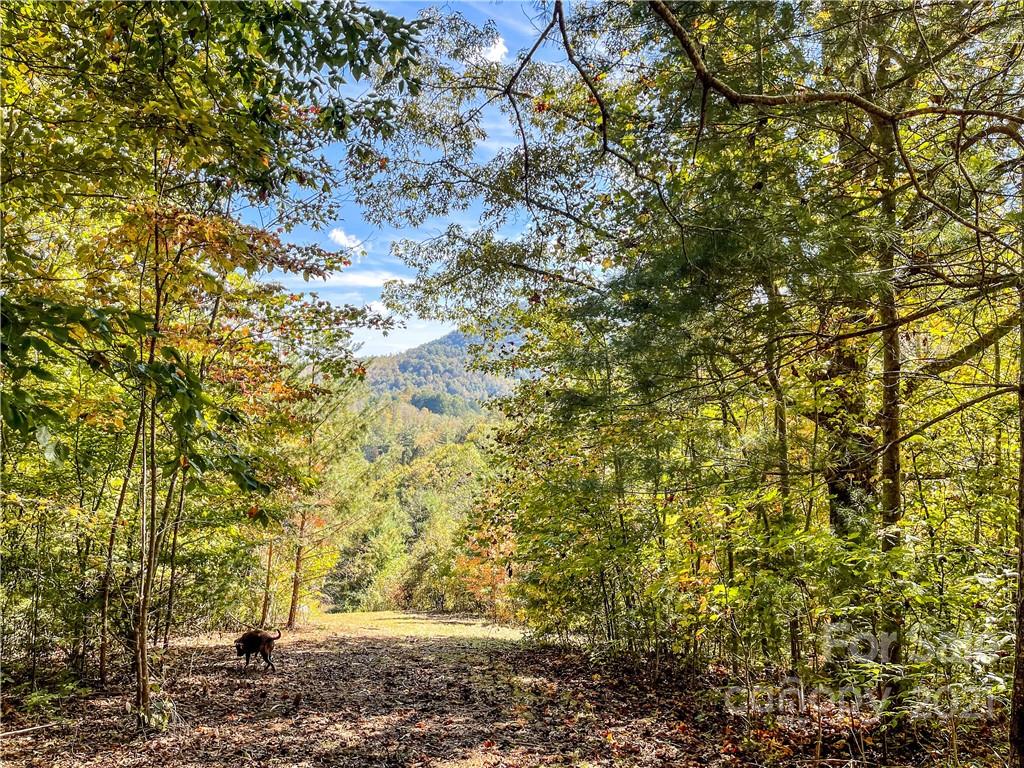 555 Boyd Road, Unit 3 Leicester, NC 28748 - Photo 5 of 20 a view of a tree