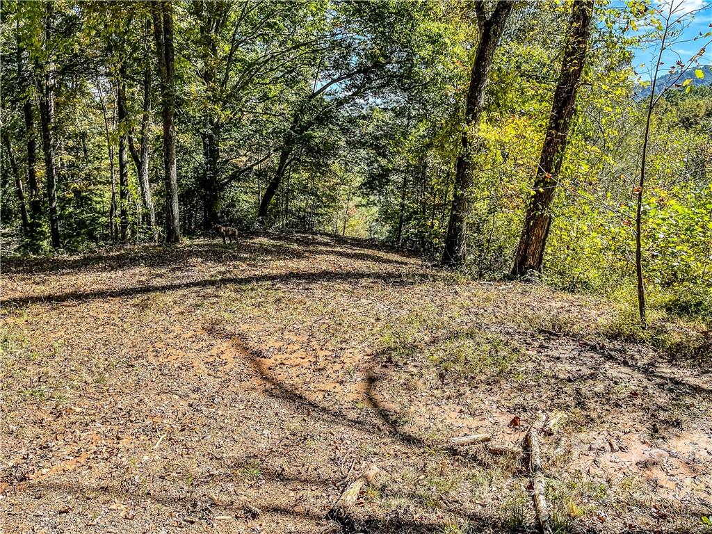 555 Boyd Road, Unit 3 Leicester, NC 28748 - Photo 7 of 20 a view of a yard with a tree