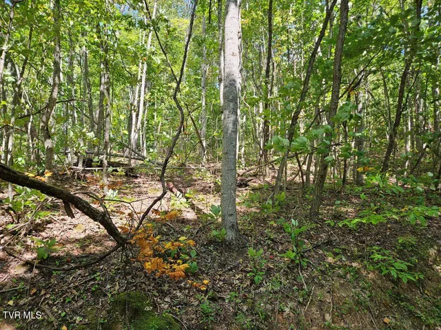 $25,000 | Lot 7 Wildflower Drive, Unit 7, Bastian, VA 24314