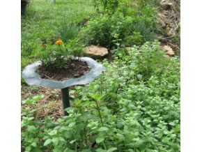 214 Dry Branch Road Erwin, TN 37650 - Photo 17 of 24 GREAT LITTLE HERB GARDEN