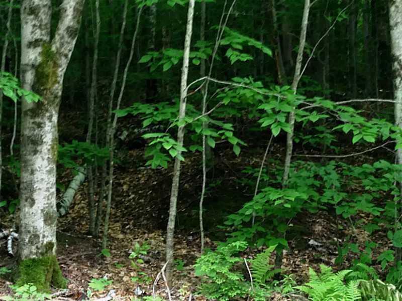 0 Bonney Road Sumner, ME 04292 - Photo 5 of 10 Land/Lot.