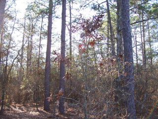 Lot 4 Morris Road Aiken, SC 29805 - Photo 1 of 1