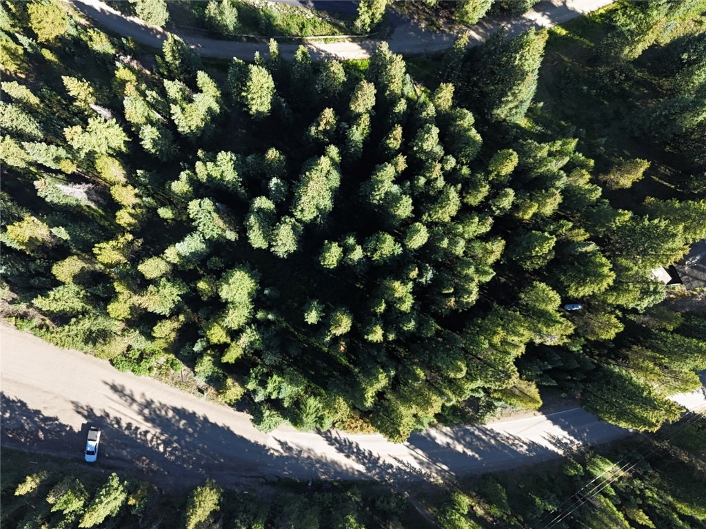 3362 Boreas Pass Road Breckenridge, CO 80424 - Photo 3 of 15 a view of tree