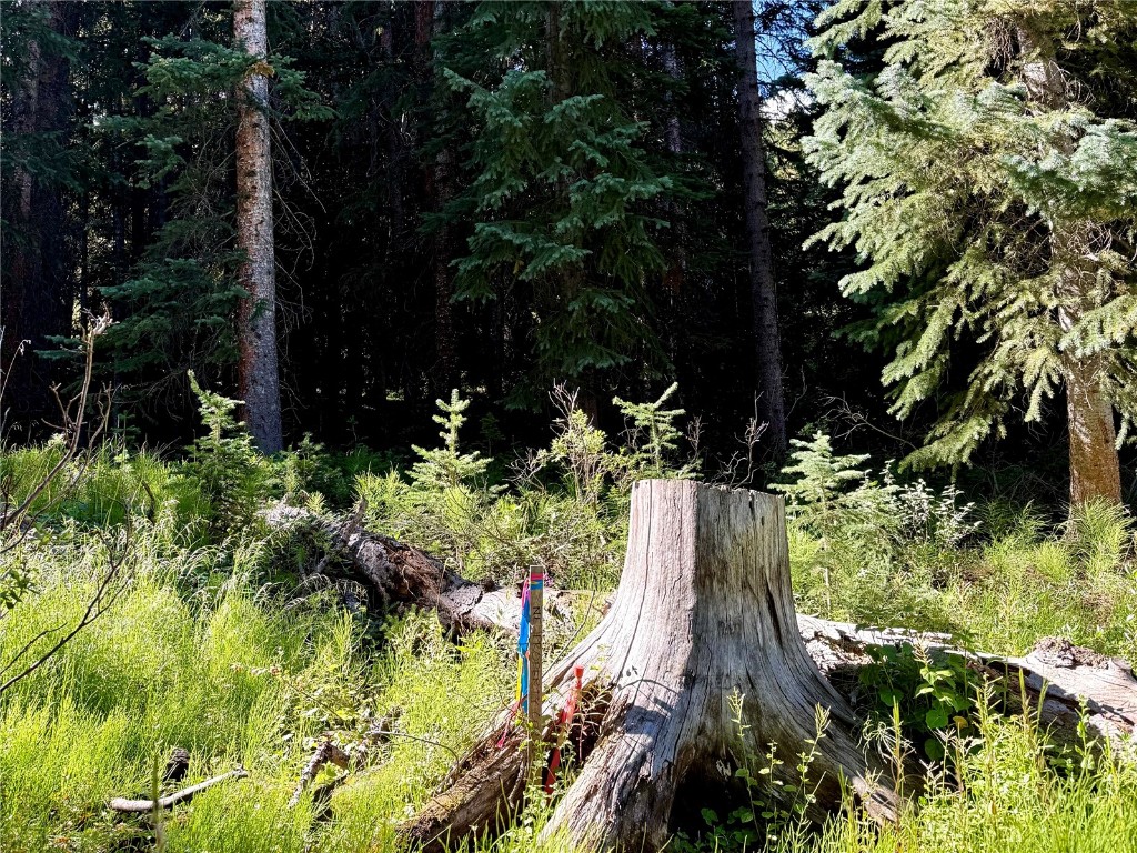 3362 Boreas Pass Road Breckenridge, CO 80424 - Photo 9 of 15 a view of a garden