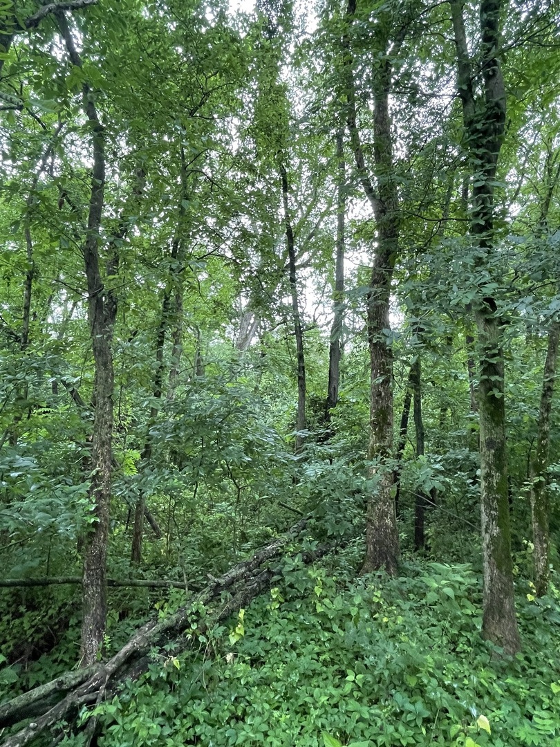 3850 East 2609th Road Sheridan, IL 60551 - Photo 11 of 12 a view of a lush green forest