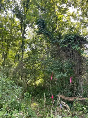 a backyard of a house with lots of trees