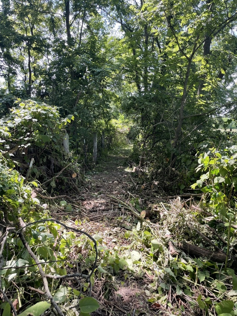 3850 East 2609th Road Sheridan, IL 60551 - Photo 4 of 12 a view of a forest