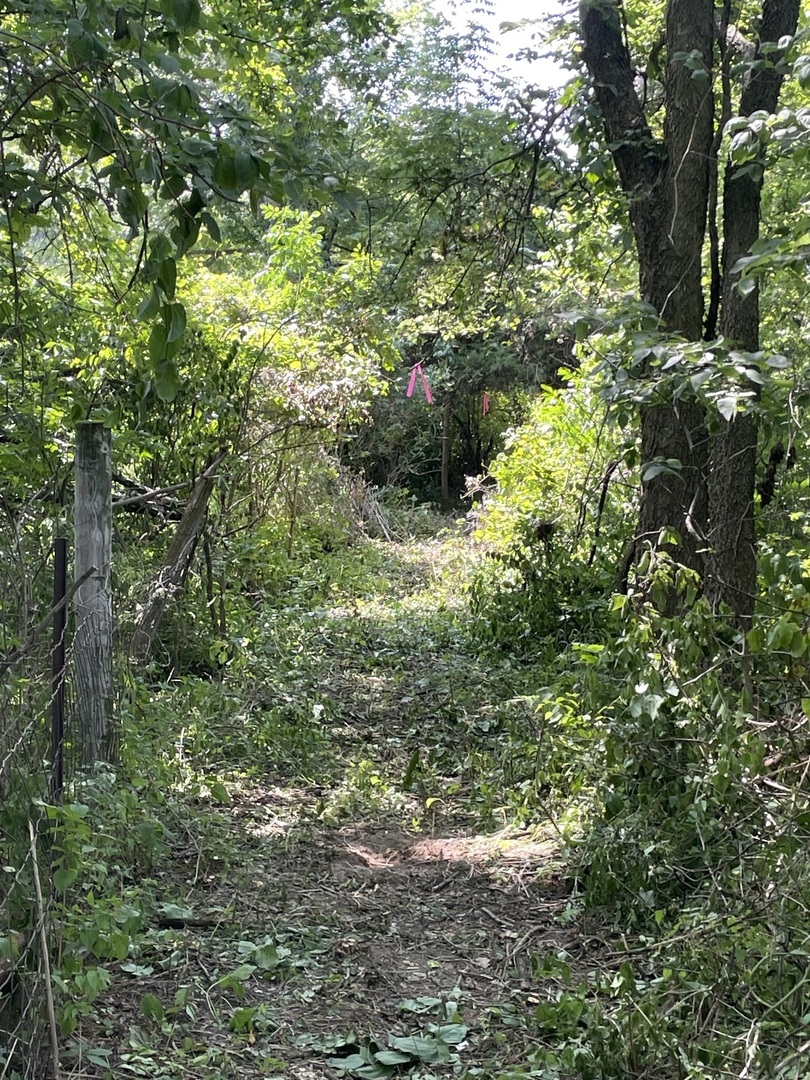3850 East 2609th Road Sheridan, IL 60551 - Photo 5 of 12 a plant view in yard
